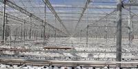 بهره برداری از بزرگترین گلخانه شیشه ای کشور با کشت هیدروپونیک در ارس