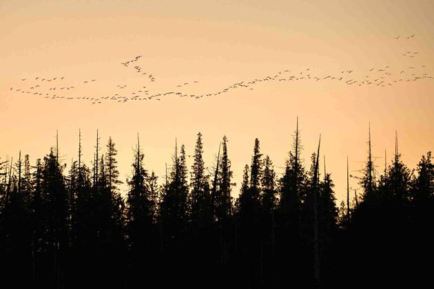 دسته بزرگی از غازهای کانادا بر فراز درختان  پرواز می کنند.