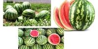 هندوانه رسیده را با این نشانه ها به راحتی انتخاب کنید