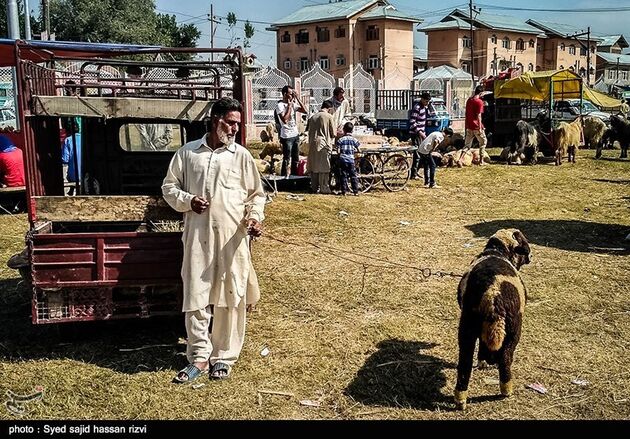 بازار عید قربان در کشمیر