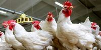 ممنوعیت واردات مرغ از ایران به کویت