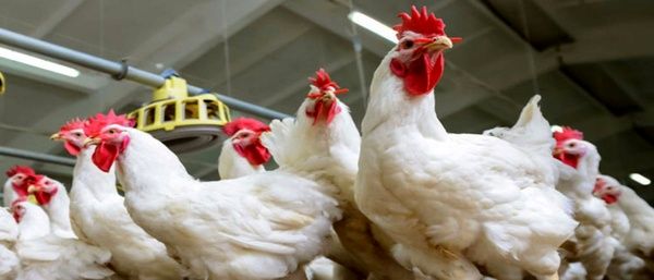 ممنوعیت واردات مرغ از ایران به کویت