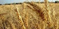 ماجرای واردات گندم آلوده به سرب از روسیه چه بود؟