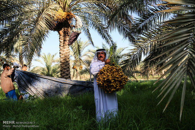 برداشت خرما
