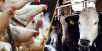 یک مسئول:بودجه پیشنهادی بخش کشاورزی برای بخش دام و طیور کافی نیست