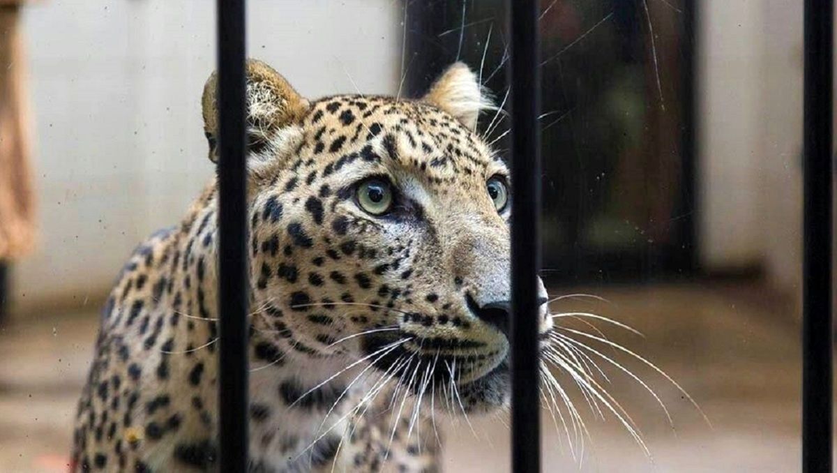 ماده پلنگ باغ وحش ارم تلف شد
