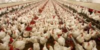 کشف نوع جدید آنفلوآنزای فوق خطرناک در یک مرغداری