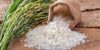 خبر مهم وزارت جهاد برای بازار/ برنج ارزان می‌شود؟