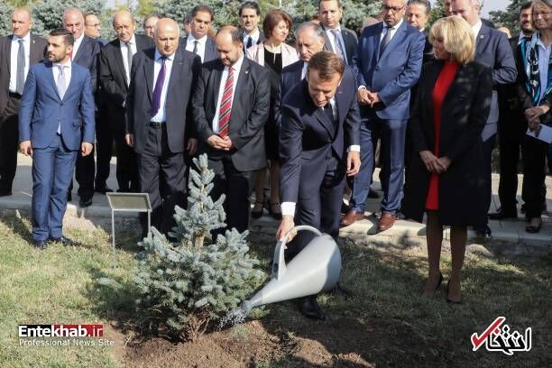 درختکاری مکرون
