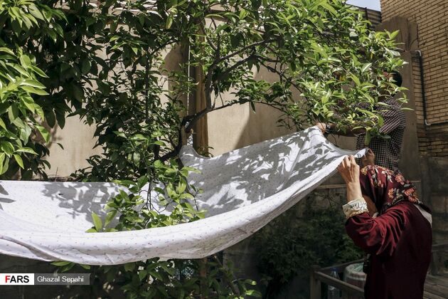 بوی بهار نارنج در اردیبهشت شیراز
