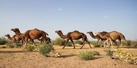 ورود شتر به این مناطق ممنوع شد