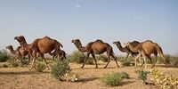 ورود شتر به این مناطق ممنوع شد
