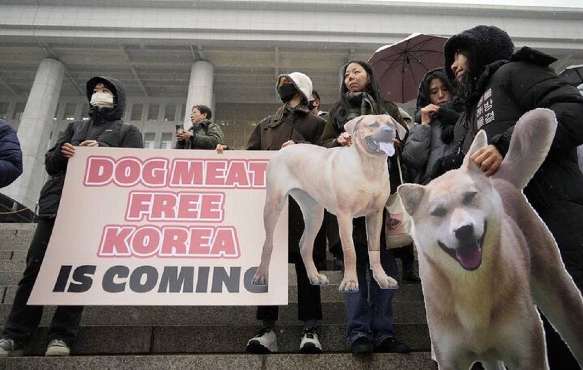 پارلمان این کشور گوشت سگ را ممنوع کرد 