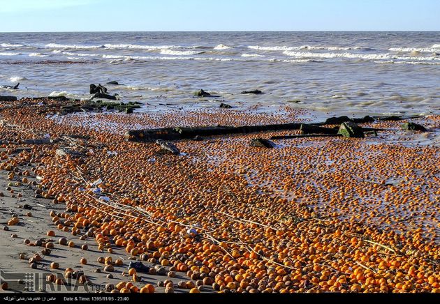 تبدیل دریای خزر به زباله دان مرکبات سرمازده