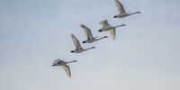 مهاجرت قوها به تالاب سرخرود