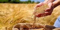 خبر مهم برای گندمکاران/ قیمت جدید گندم اعلام شد