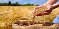خبر مهم برای گندمکاران/ قیمت جدید گندم اعلام شد