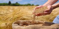 خبر مهم برای گندمکاران/ قیمت جدید گندم اعلام شد