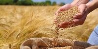 خبر مهم برای گندمکاران/ قیمت جدید گندم اعلام شد