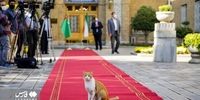 ژست جالب یک گربه روی فرش قرمز وزارت خارجه ایران