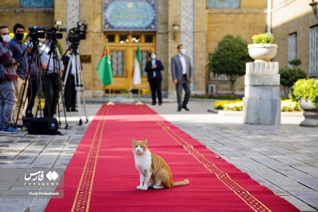 ژست جالب یک گربه روی فرش قرمز وزارت خارجه ایران
