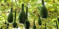 کاهش کلسترول و خطر ابتلا به بیماری‌های قلبی تنها با یک نوشیدنی ساده