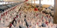 جزئیات توزیع مرغ تنظیم بازاری در تهران