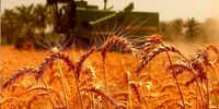 واردات گندم به صفر رسید