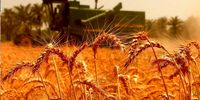 ایران به پایداری در در تولید گندم رسید