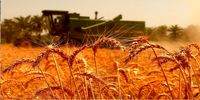 خودکفایی ایران در تولید گندم /افزایش ۷ میلیون تنی تولید گندم 