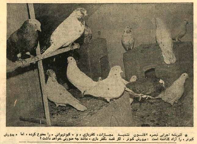 مصوبه «کفتربازی» در هیات دولت تصویب شد + عکس 