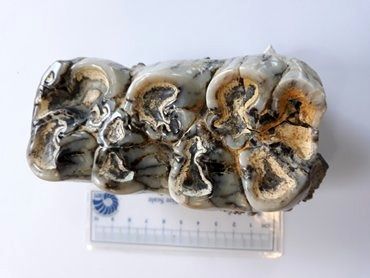 دو فسیل دندان ماموت در اردبیل کشف شد