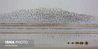 تصاویر| سرشماری پرندگان مهاجر