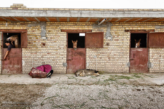 پرورش اسب روستای صوفیان