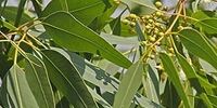 این ۳ گیاه درمانی  ریشه در تاریخ دارد