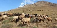 زمان خرید تضمینی دام از دامداران اعلام شد 
