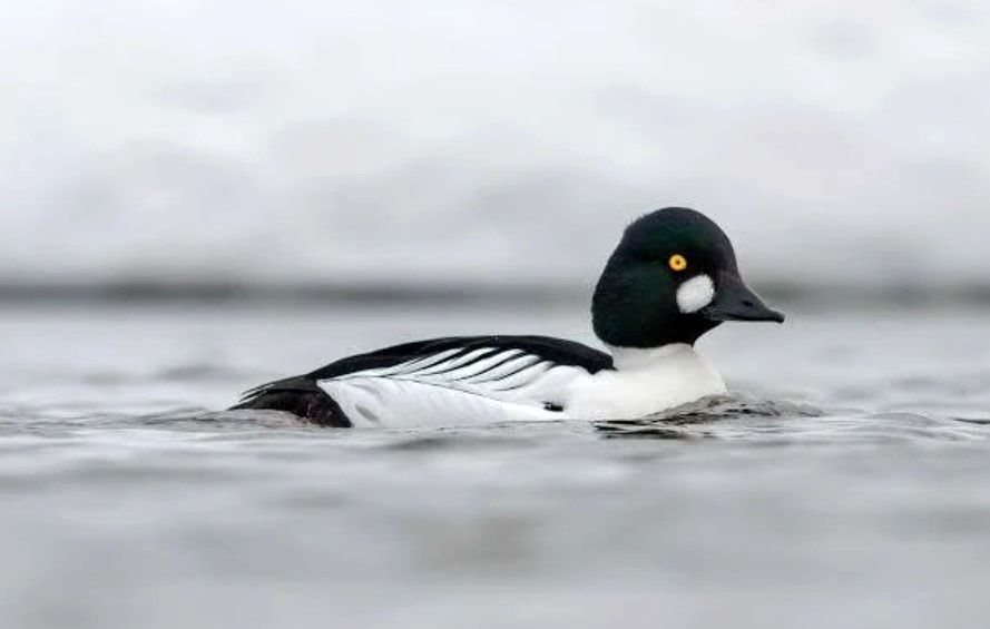 پرنده کمیاب در این تالاب ایران دیده شد + فیلم 