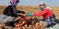 قیمت پیاز نجومی شد!