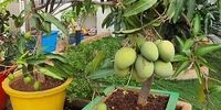 کاشت هسته انبه در گلدان/ آموزش مرحله به مرحله + عکس
