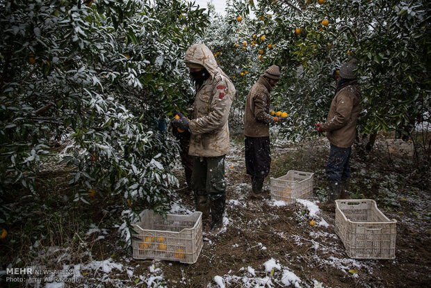 خسارت برف به باغ های مرکبات مازندران