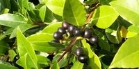 این ادویه یک تنه سرما خوردگی و آنفلوانزا را حریف است


