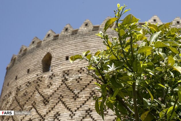 بوی بهار نارنج در اردیبهشت شیراز