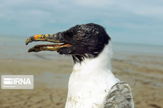 164548531
