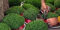 قیمت گل و سبزه عید چند؟
