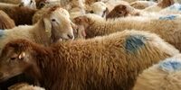 هشدار درباره ابتلا به یک بیماری کشنده/ مراقب نحوه ذبح دام باشید