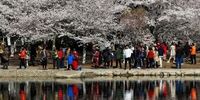 تصاویر| فصل شکوفه های گیلاس در ژاپن