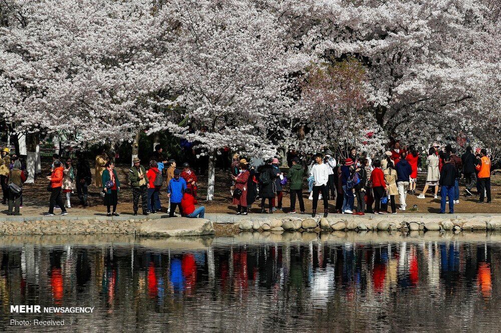 تصاویر| فصل شکوفه های گیلاس در ژاپن