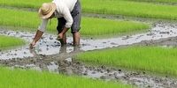 قیمت برنج هاشمی اعلام شد/ امسال چند تن برنج وارد شد؟