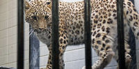 تصاویری از «پلنگ ایرانی» که به باغ‌وحش ارم منتقل شد