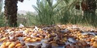 فواید معجزه آسای هسته خرما برای بدن 
